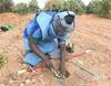 Carnage des mines en Casamance et déminage - 12400 vues