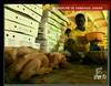 2003 : Producteurs de poulets sénégalais menacés - 9543 vues
