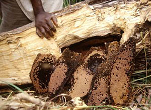 R&eacute;colte du miel &agrave; Bandafassi