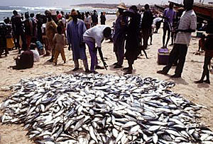 Retour de pche  Kayar