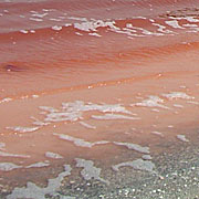 Les couleurs du Lac Rose