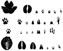 Empreintes d'animaux du Niokolo Koba