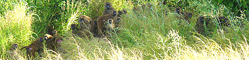 Niokolo Koba animaux babouins