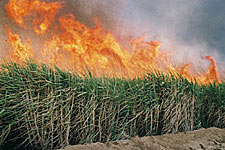 Cannes  sucre  Richard Toll au Sngal