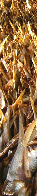 S&eacute;chage du poisson &agrave; Yoff