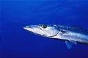 Le barracuda