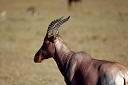Le bubale major