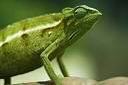 Le caméléon