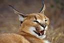 Le caracal