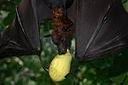 Chauve souris roussette