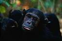 Chimpanzé