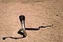 Le Cobra