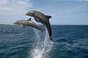 Le dauphin