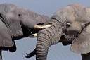 L'éléphant