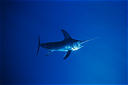 Le marlin