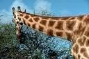 La girafe