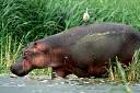 L'hippopotame