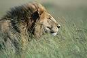 Le lion