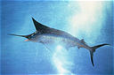 Le marlin