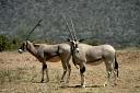 L'oryx