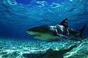 Le requin bouledogue