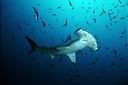 Le requin marteau
