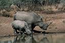 Le rhinocéros nain