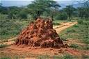 Termites