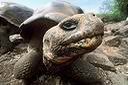 La tortue terrestre sulcata