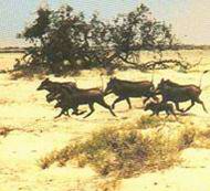 Chasse au S&eacute;n&eacute;gal gibier