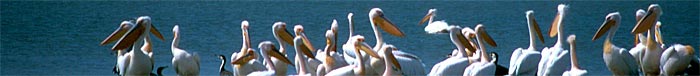 P&eacute;lican du Djoudj