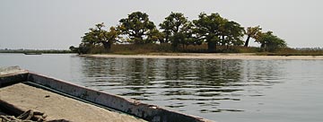 Ile de baobab dans le Saloum