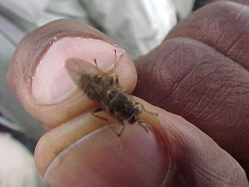 La mouche ts�-ts� s�vit principalement au S�n�gal Oriental et en Casamance