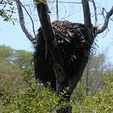 Nid d'ombrette dans la r&eacute;serve de Guembeul
