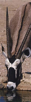 L'oryx, symbole de la r&eacute;serve de Guembeul