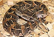 Bitis arietans