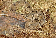 Causus maculatus