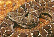 Causus rhombeatus