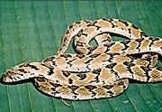 Dasypeltis scabra