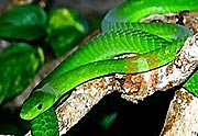 Dendroaspis viridis