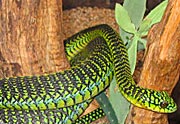 Dispholidus typus