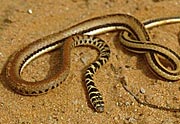 Dromophis praeornatus