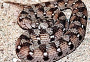 Echis ocellatus
