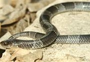 Elapsoidea semiannulata moebiusi