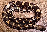 Gongylophis muelleri