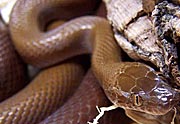 Lamprophis fuliginosus