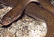 Lamprophis lineatus