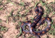 Lycophidion albomaculatum