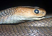 Naja katiensis