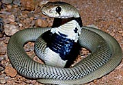 Naja nigricollis